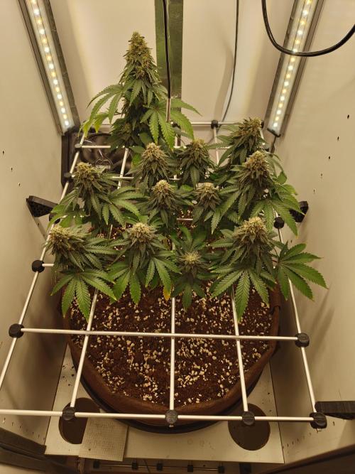 Pineapple Chunk ~ Barney's Farm. Week 22 - Day 152
