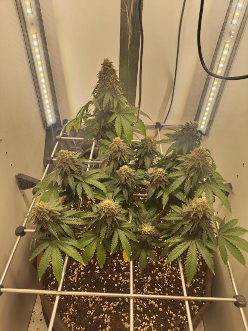 Pineapple Chunk ~ Barney's Farm. Week 22 - Day 153