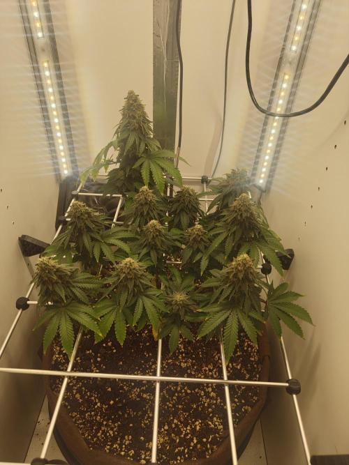 Pineapple Chunk ~ Barney's Farm. Week 22 - Day 154