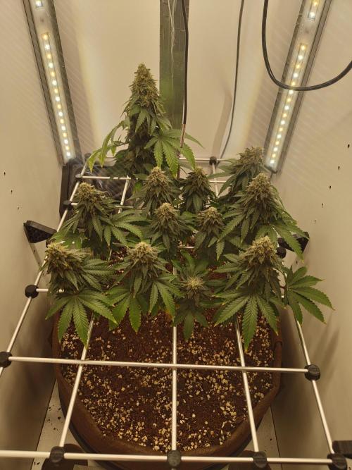 Pineapple Chunk ~ Barney's Farm. Week 22 - Day 155