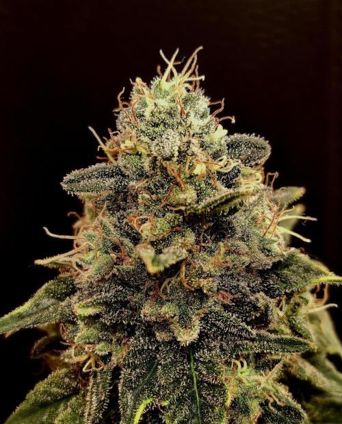 Pineapple Chunk ~ Barney's Farm. Week 22 - Day 154
Close Up