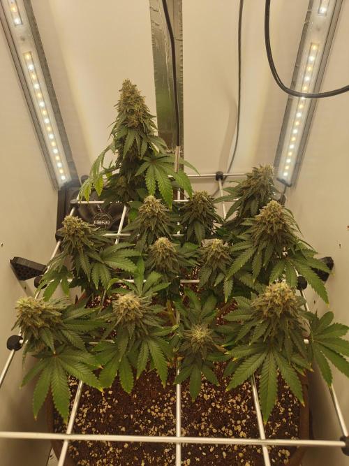 Pineapple Chunk ~ Barney's Farm. Week 23 - Day 156
