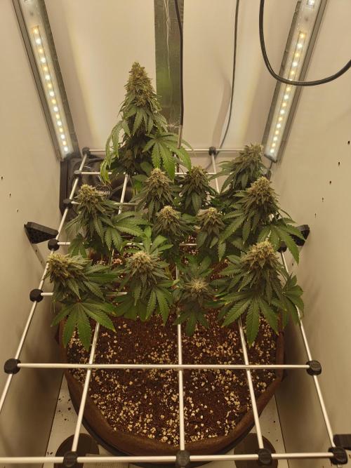 Pineapple Chunk ~ Barney's Farm. Week 23 - Day 157