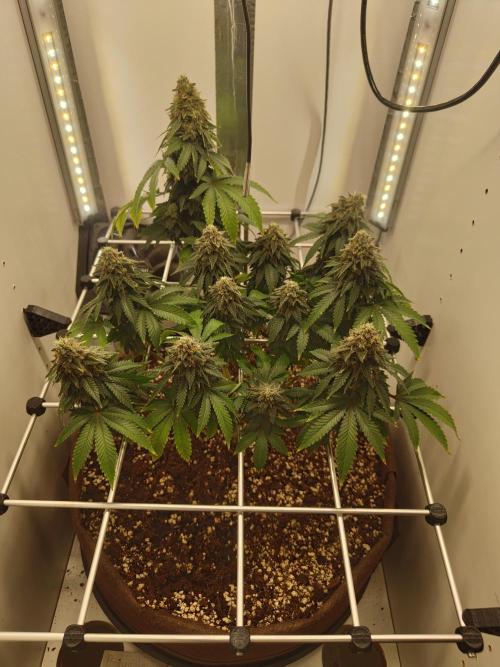 Pineapple Chunk ~ Barney's Farm. Week 23 - Day 158