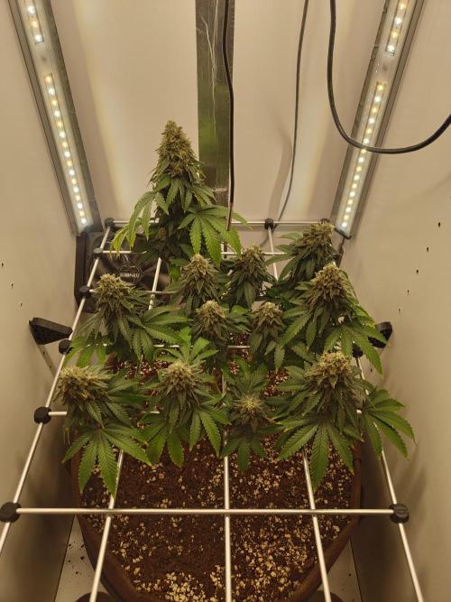 Pineapple Chunk ~ Barney's Farm. Week 23 - Day 159