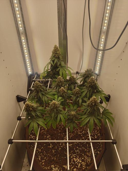 Pineapple Chunk ~ Barney's Farm. Week 23 - Day 160
