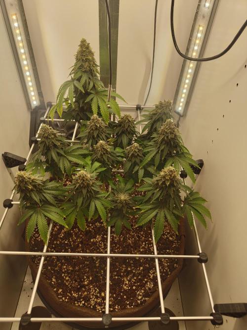 Pineapple Chunk ~ Barney's Farm. Week 23 - Day 161