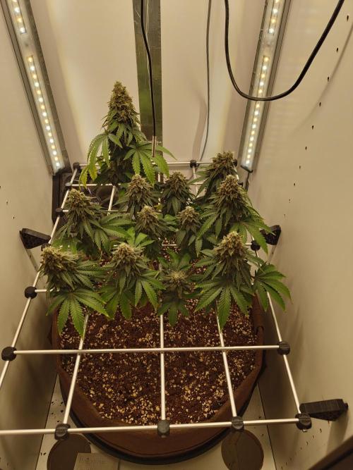 Pineapple Chunk ~ Barney's Farm. Week 23 - Day 162