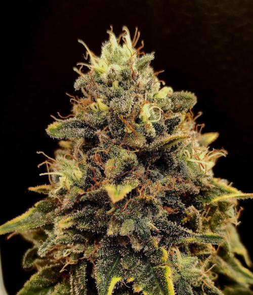 Pineapple Chunk. Week 23