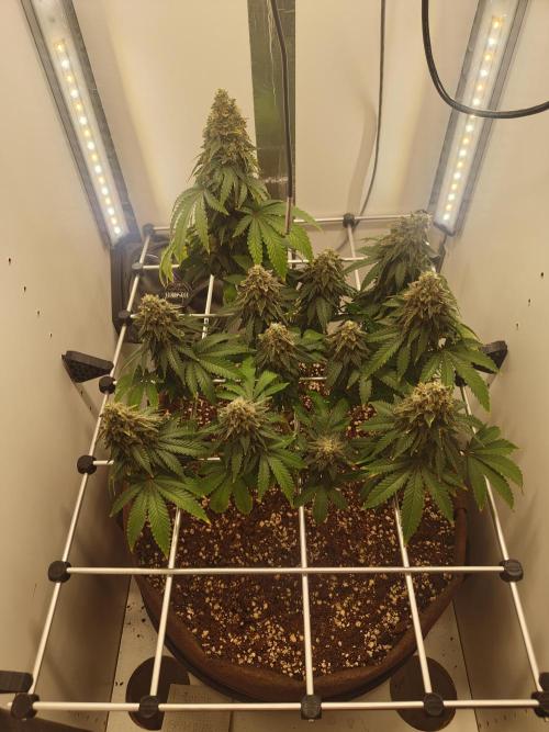 Pineapple Chunk ~ Barney's Farm. Week 24 - Day 163