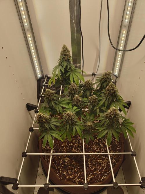 Pineapple Chunk ~ Barney's Farm. Week 24 - Day 164