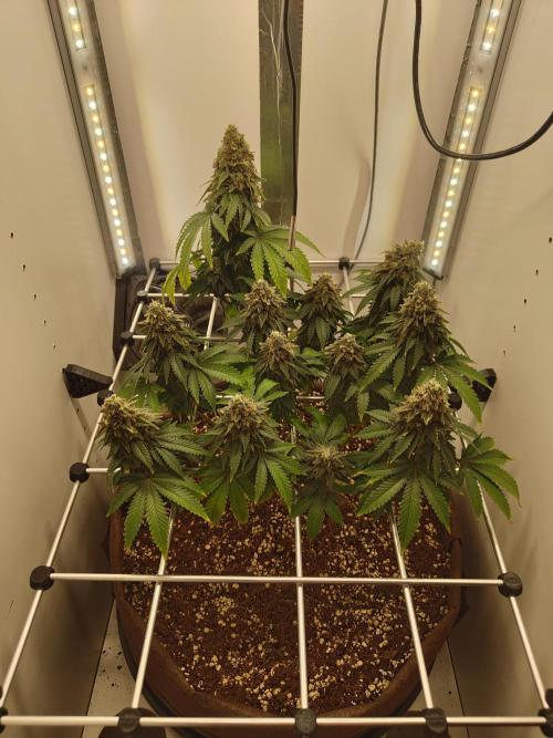 Pineapple Chunk ~ Barney's Farm. Week 24 - Day 165