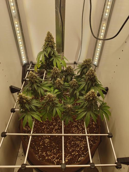 Pineapple Chunk ~ Barney's Farm. Week 24 - Day 166
