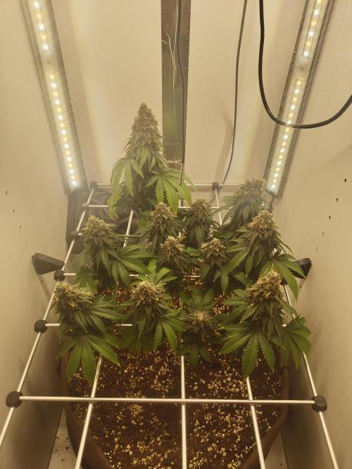 Pineapple Chunk ~ Barney's Farm. Week 24 - Day 167