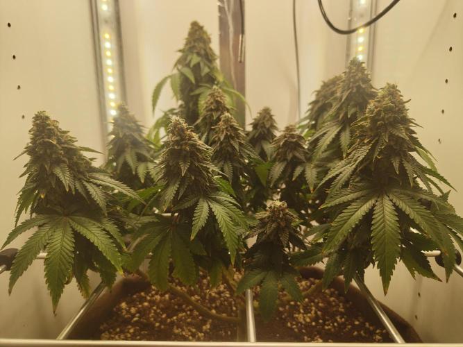 Pineapple Chunk ~ Barney's Farm. Week 24 - Day 167