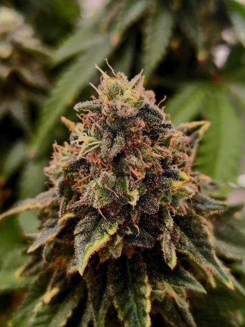Pineapple Chunk ~ Barney's Farm. Week 24 - Close Up