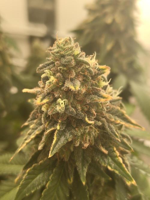 Pineapple Chunk ~ Barney's Farm. Week 24 - Close Up (non edited)