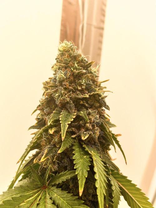 Pineapple Chunk ~ Barney's Farm. Week 24 - Close Up main headbud