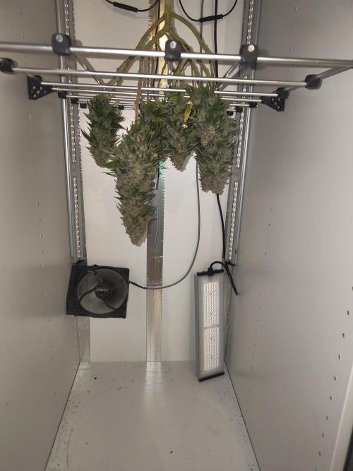 Pineapple Chunk ~ Barney's Farm. Week 25 - Not dried yet