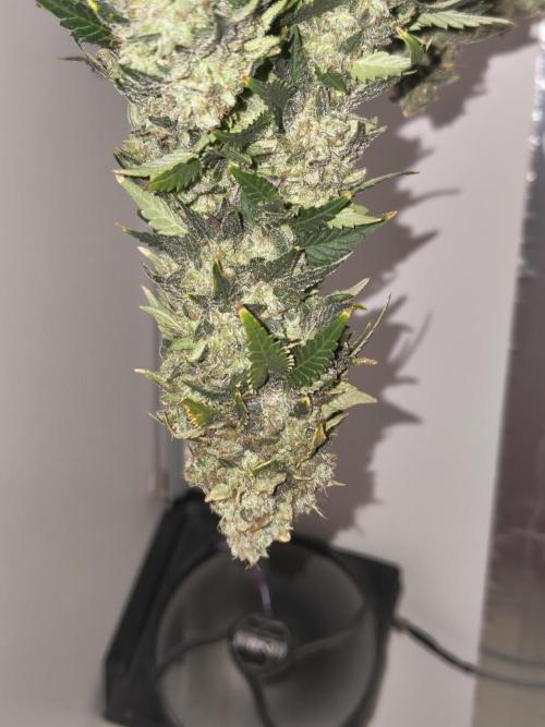 Pineapple Chunk ~ Barney's Farm. Week 25 - Not dried yet