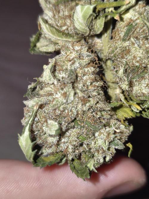 Pineapple Chunk ~ Barney's Farm. Week 25 - Dried