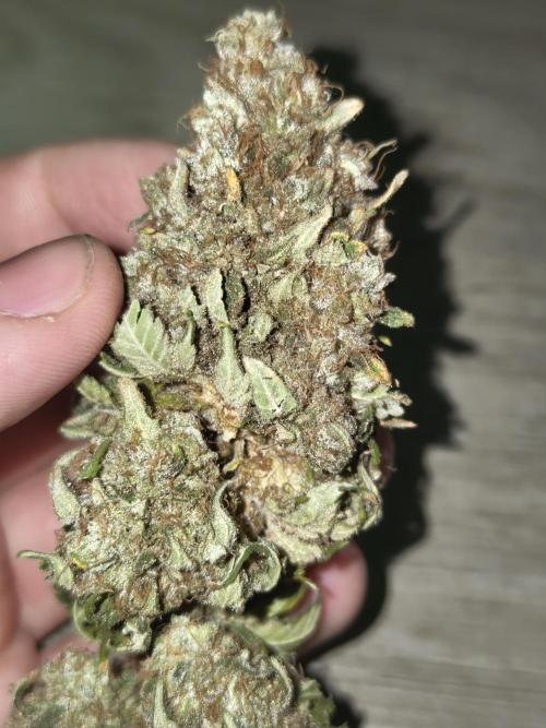 Pineapple Chunk ~ Barney's Farm. Week 25 - Dried