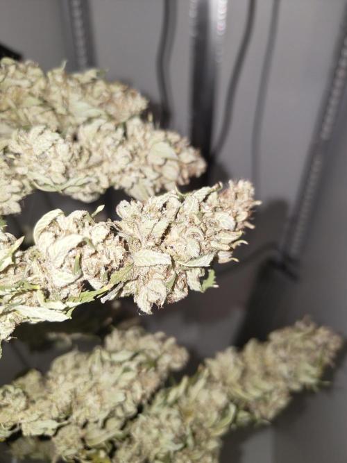 Pineapple Chunk ~ Barney's Farm. Week 25 - Dried