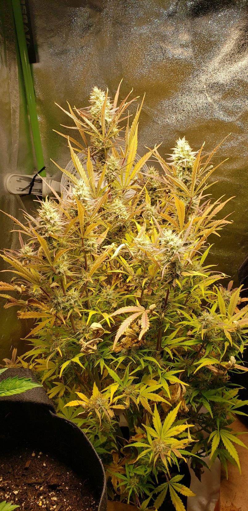 Crop King Seeds Lambs Breath Autoflower Grow Journal Week10 By 