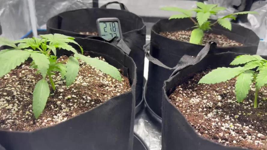 First Grow - Biscotti Mintz