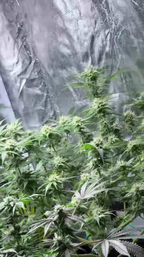 First Grow - Biscotti Mintz