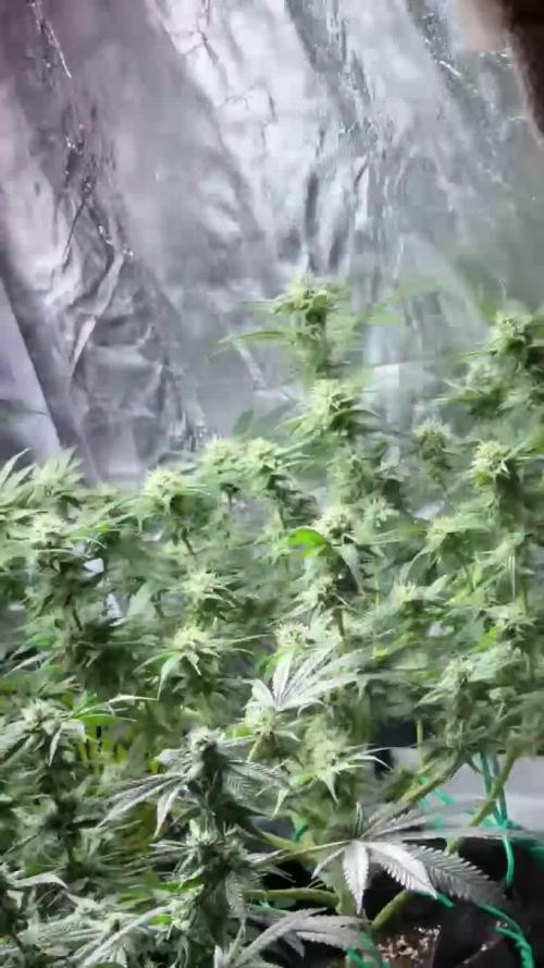 First Grow - Biscotti Mintz