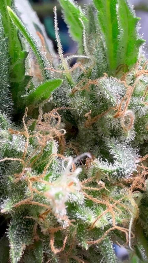 First Grow - Biscotti Mintz