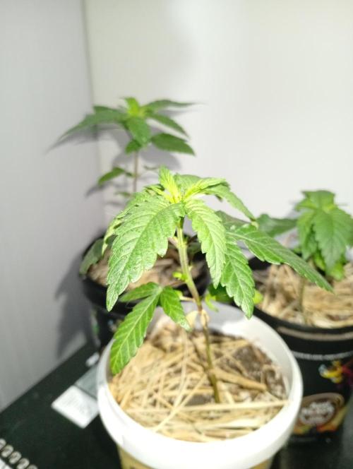 humidsubtropical