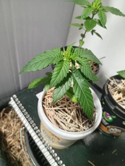 humidsubtropical