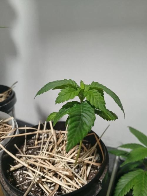 humidsubtropical