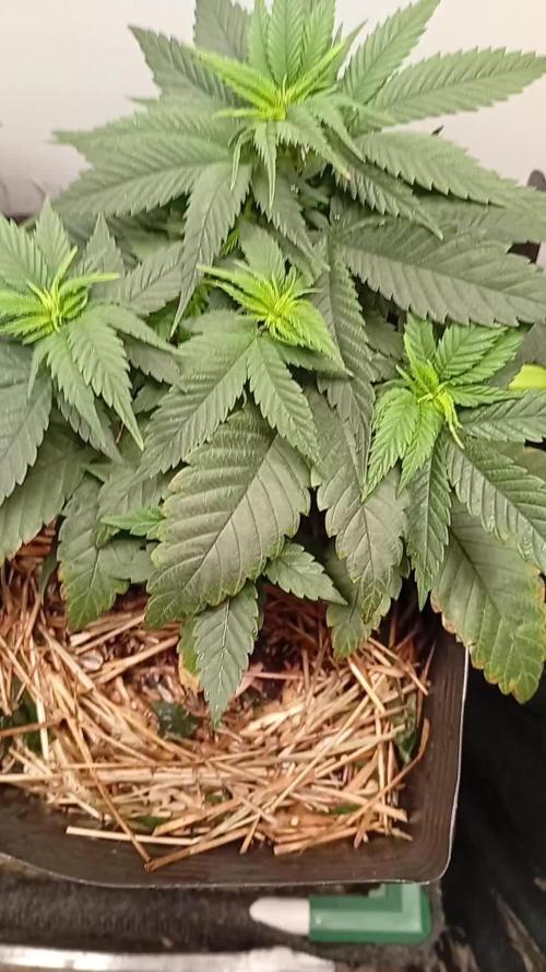 Erdpurt Reg. - Organic