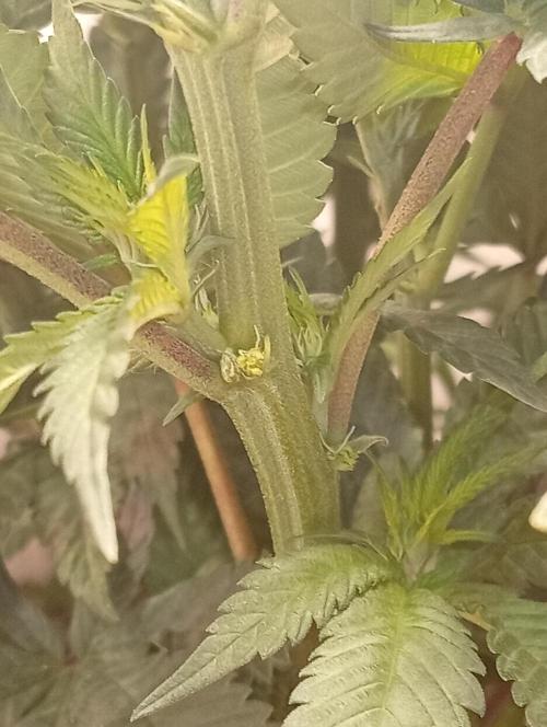 humidsubtropical