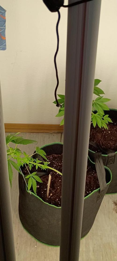 Extra Mintz Bulk seed Feminizada