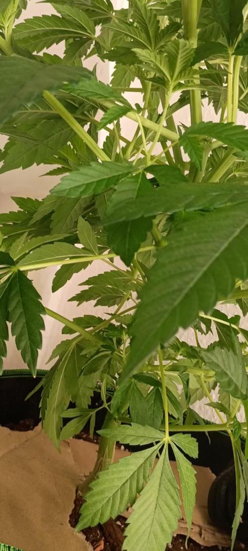 Extra Mintz Bulk seed Feminizada