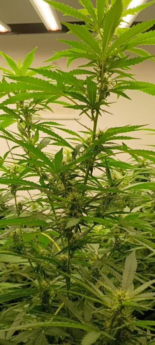 Extra Mintz Bulk seed Feminizada