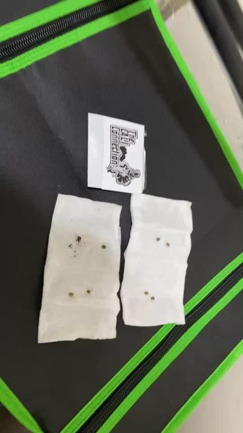 Deadhead OG Auto