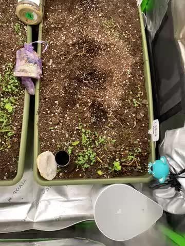 Bobaloo’s GanjaBook:LSD-25