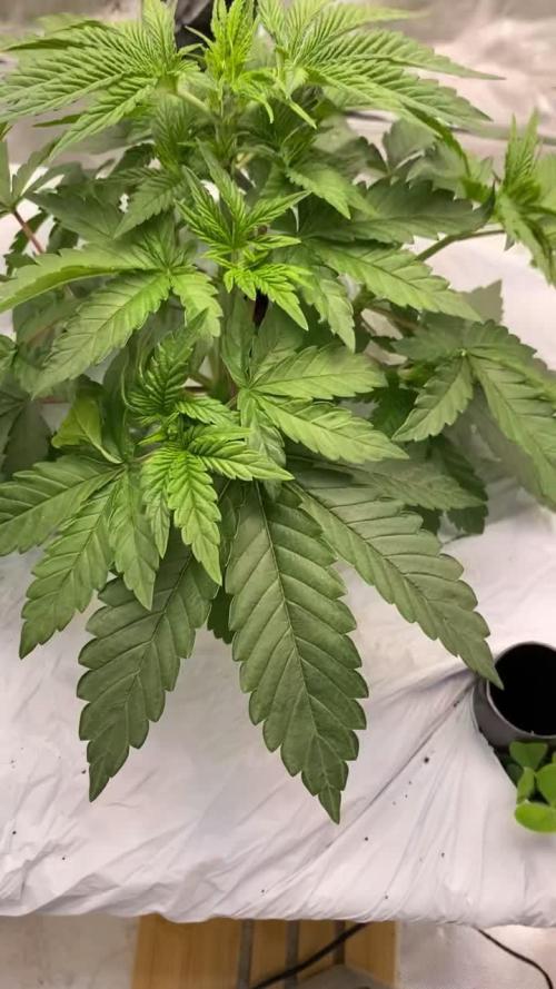 Purple Sunset x Lilac Diesel #22