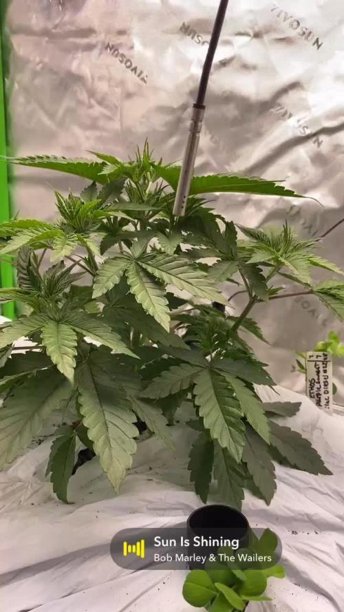 Purple Sunset x Lilac Diesel #22
