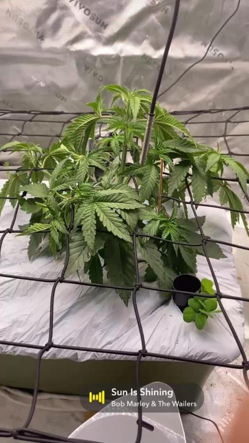 Purple Sunset x Lilac Diesel #22