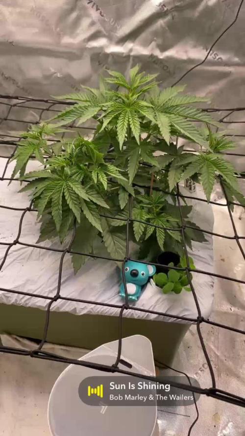 Purple Sunset x Lilac Diesel #22