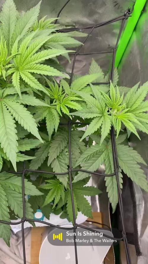 Purple Sunset x Lilac Diesel #22