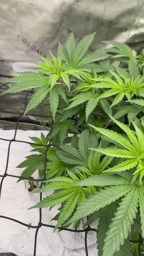 Purple Sunset x Lilac Diesel #22