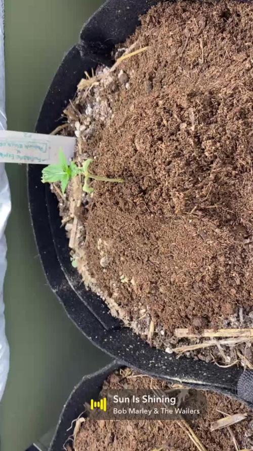 Fantasmo Express x (Podunk Black Ops f4)