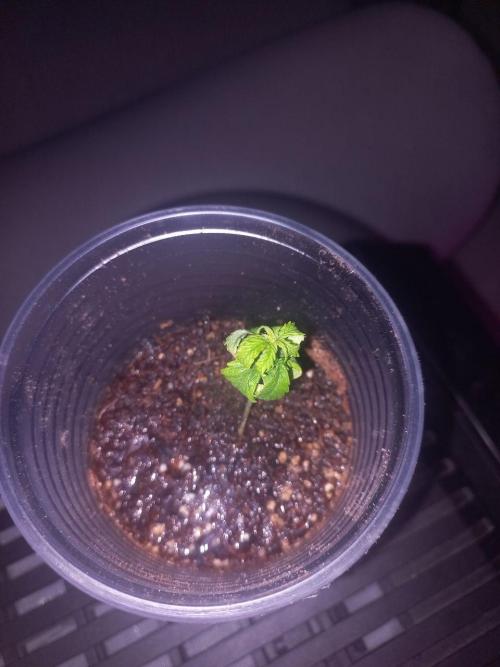 second weed. Week 3